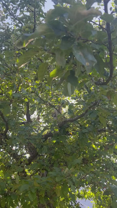 pommier