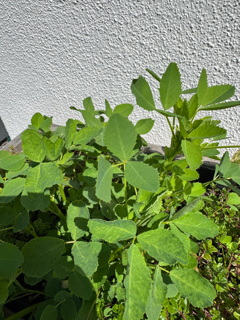 Fenugrec — Bild 1