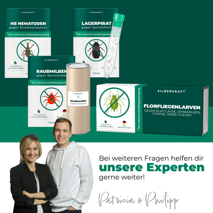 Larves de chrysopes contre pucerons, tétranyques, thrips, aleurodes