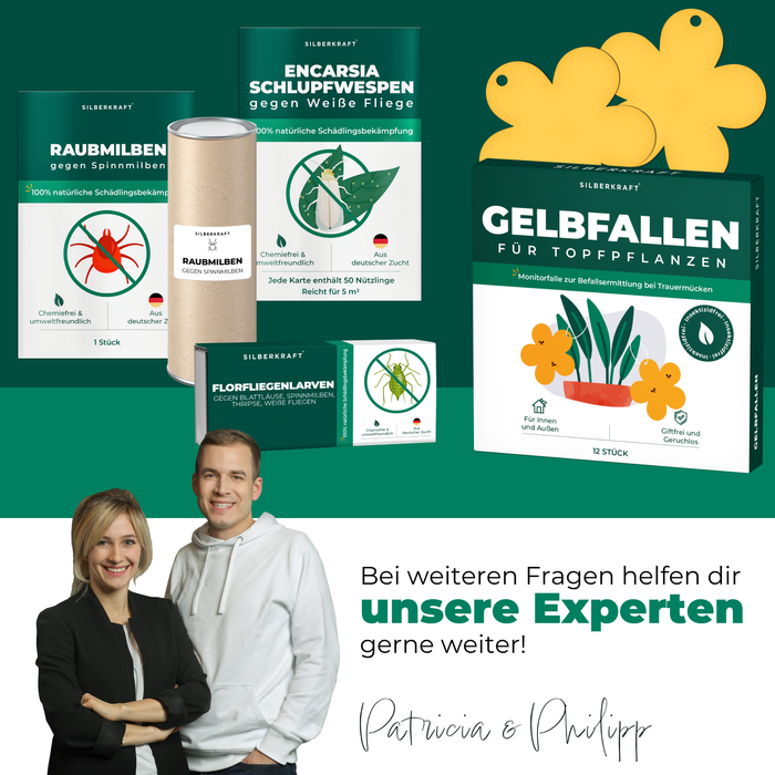 Piège jaune panneaux jaunes autocollants jaunes 12 pièces contre les mouches des fruits, les moucherons fongiques et bien plus encore.