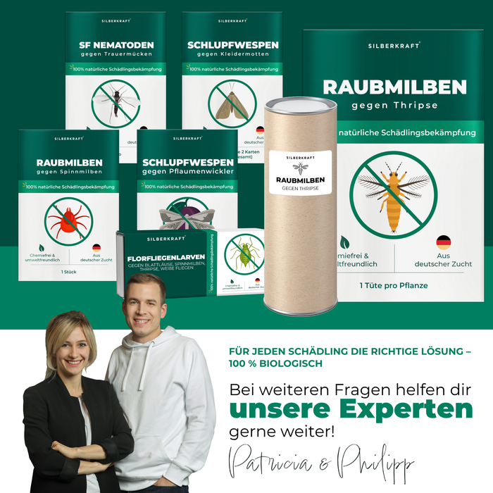 Acariens prédateurs contre les thrips - Silberkraft