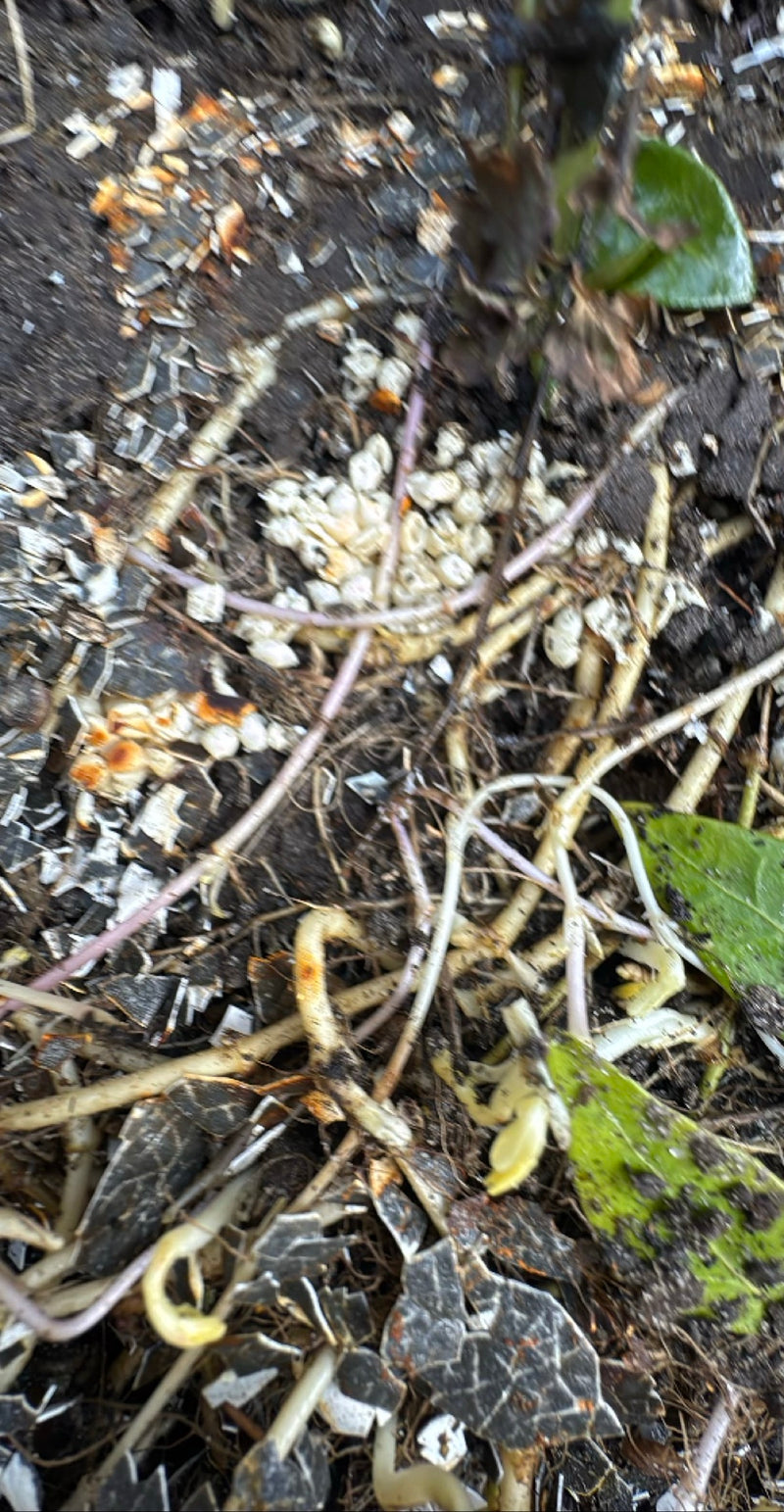 Fourmis — Bild 2