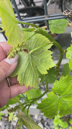 Vin ornemental – 14089