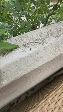 Fourmi de jardin gris-noir – Offenbach am Main