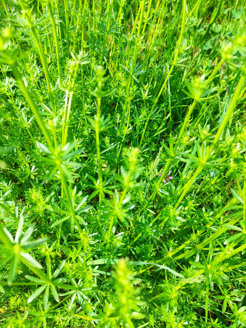 L'image montre un groupe dense de gaillets gratterons poussant dans une prairie verte. Les feuilles verticillées et les tiges caractéristiques sont bien visi...
