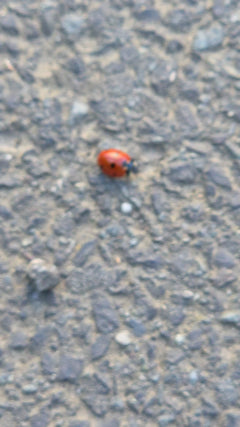 Coccinelle à sept points
