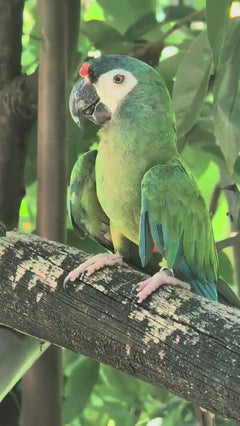 Ara à dos rouge