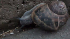 Escargot romain tacheté