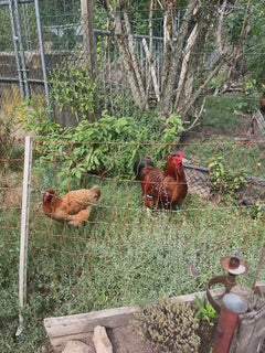 poulet domestique – Lac Schluch