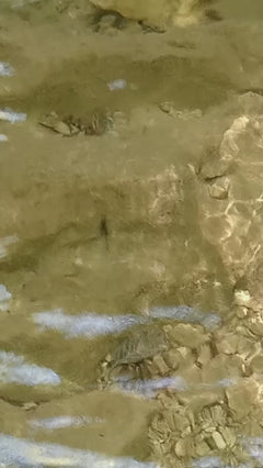 Marcheur d'eau commun – Münchenstein, Bâle-Campagne