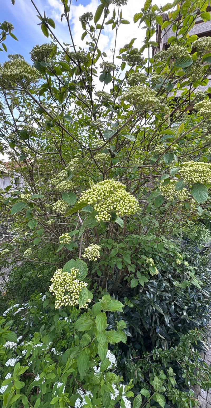 Viorne à feuilles ridées — Bild 2