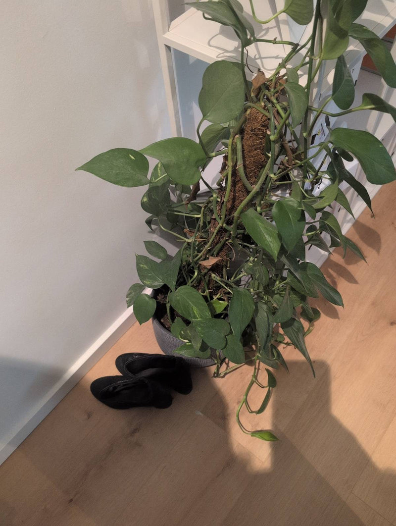 Plante de lierre — Bild 1