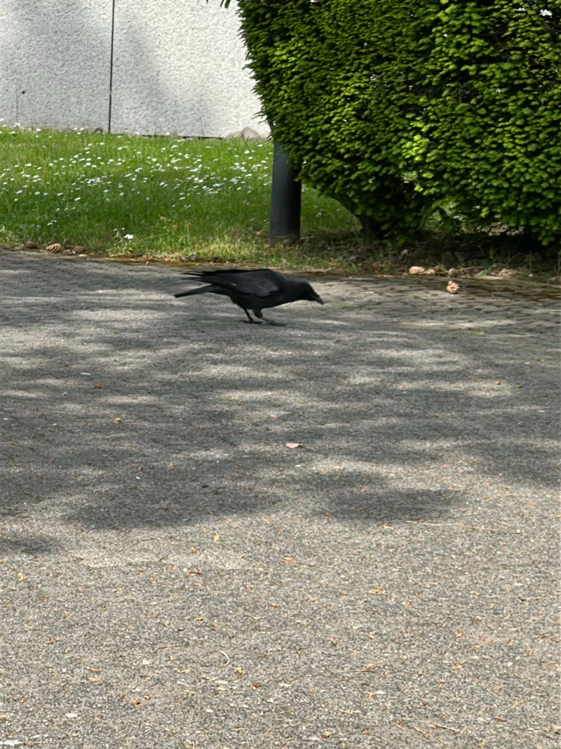 Une corneille noire marche sur un chemin pavé clair. En arrière-plan, on aperçoit une pelouse et un buisson vert.