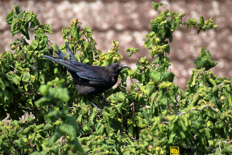 Une corneille noire est assise attentivement dans un buisson vert et dense. Un mur clair est visible en arrière-plan.