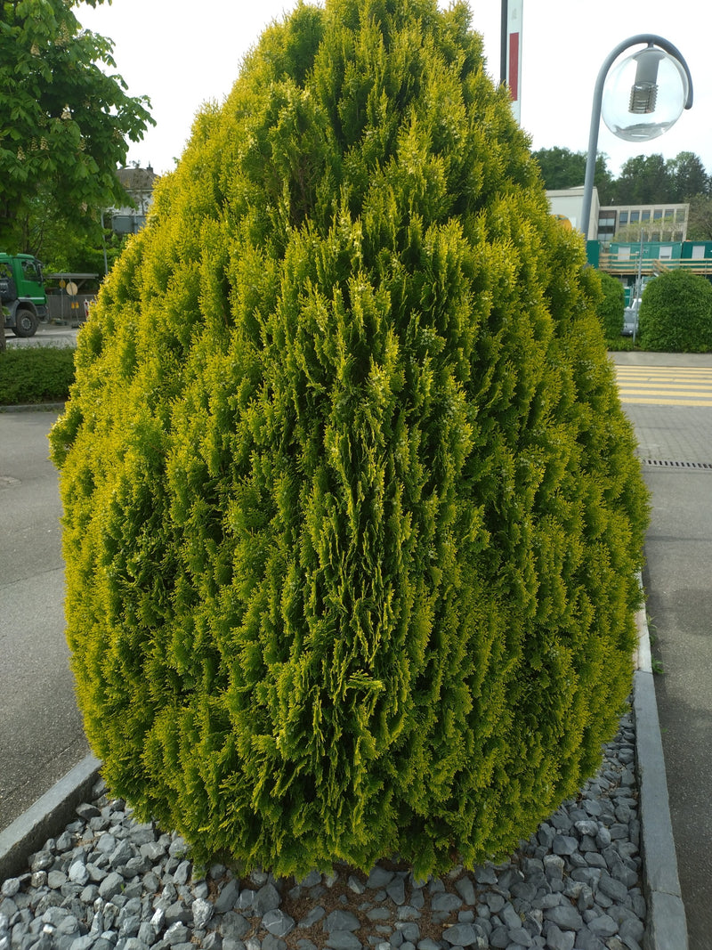 On peut voir un thuya occidental (Thuja occidentalis) bien développé et de forme conique sur une place pavée. L'arbuste se trouve dans un lit de gravier déco...