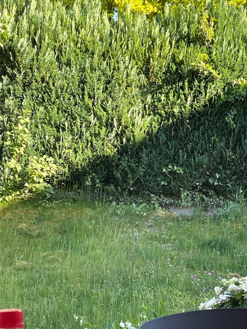 On peut voir une haie dense de Thuja occidentalis poussant comme un mur vert dans un jardin. Les aiguilles squamiformes forment un feuillage épais et touffu.