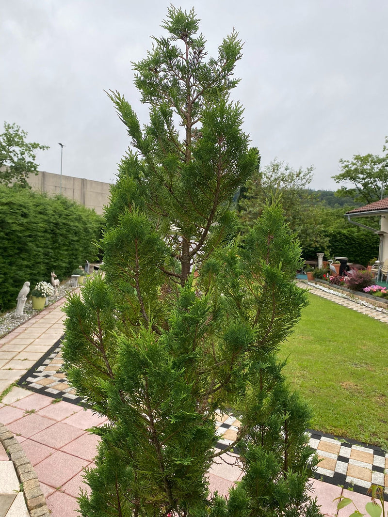 On peut voir un thuja élancé avec des aiguilles squameuses typiques, planté dans un jardin. L'arbre pousse sur une zone pavée à côté d'une pelouse.