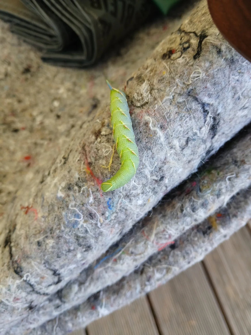 Oeil de paon du soir — Bild 4