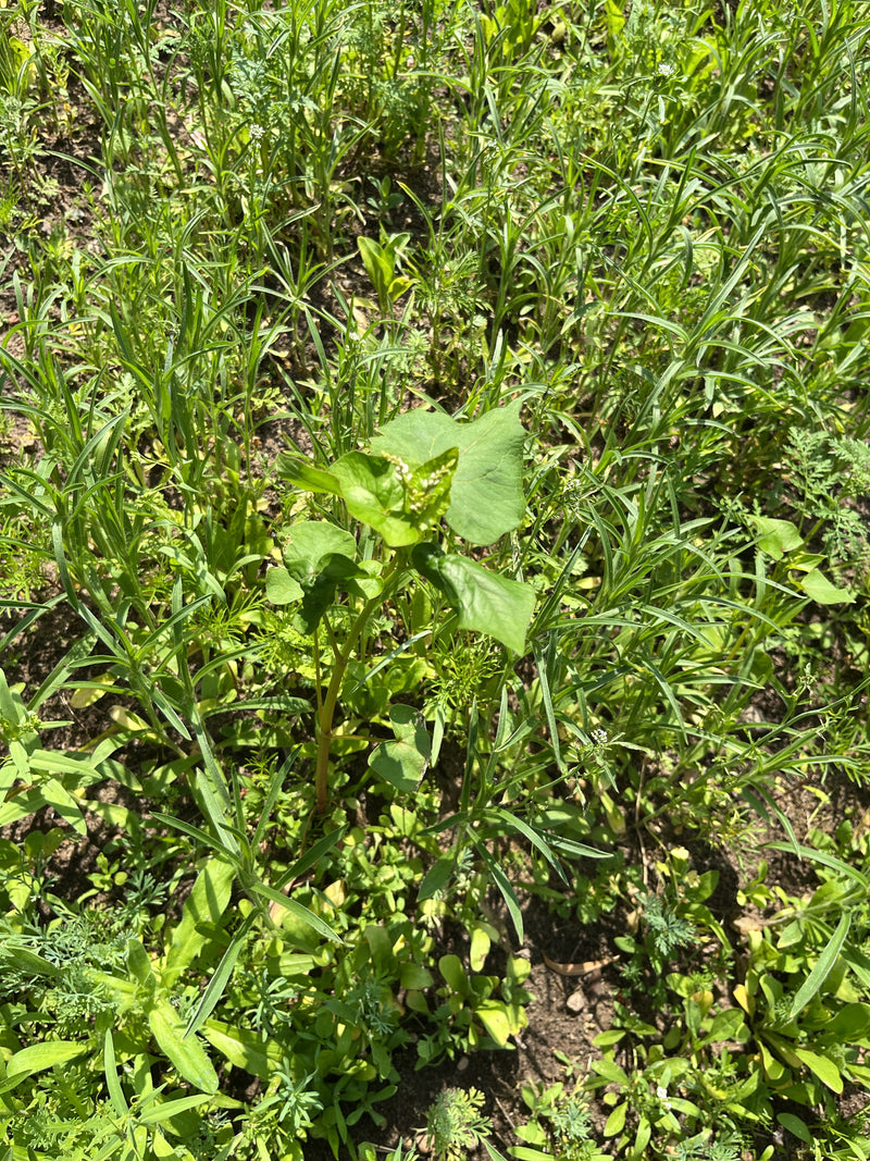 Liseron renouée — Bild 1