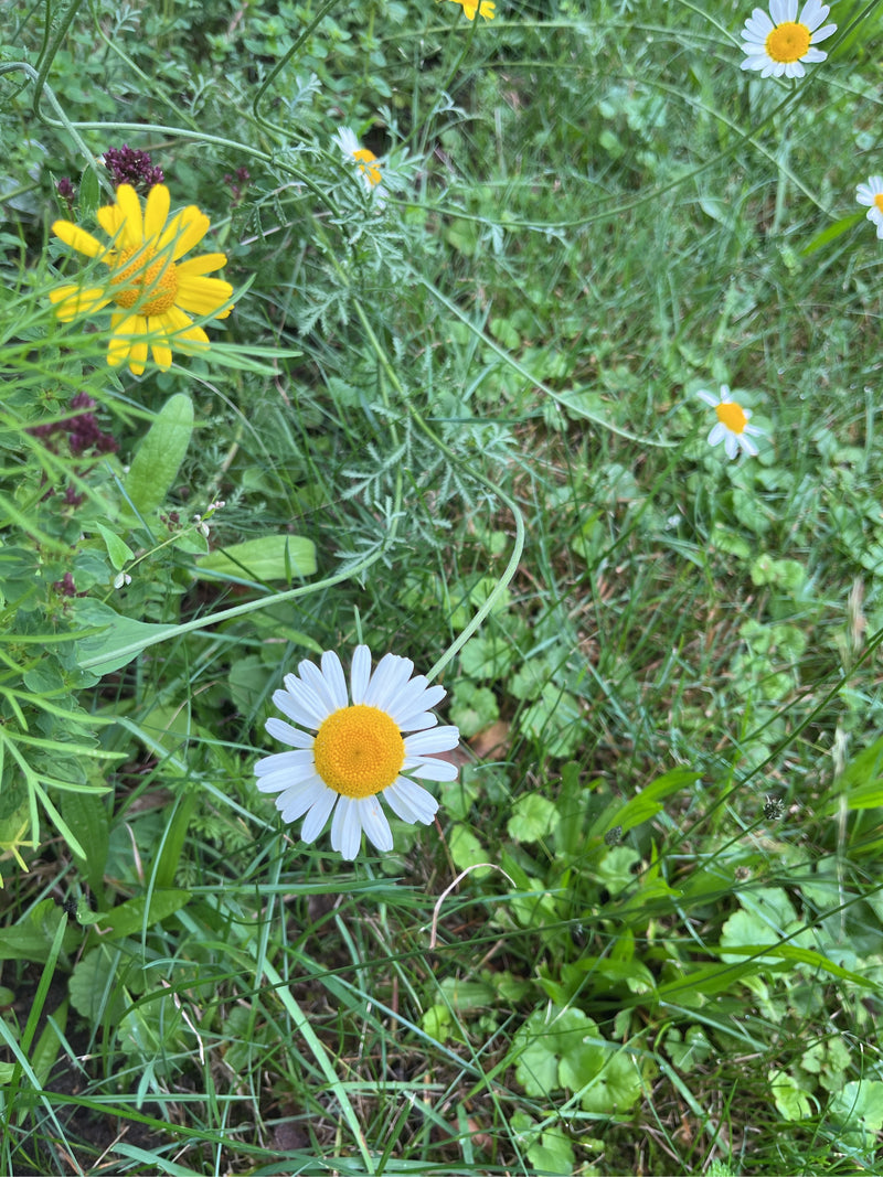Camomille des champs — photo 3 sur 3