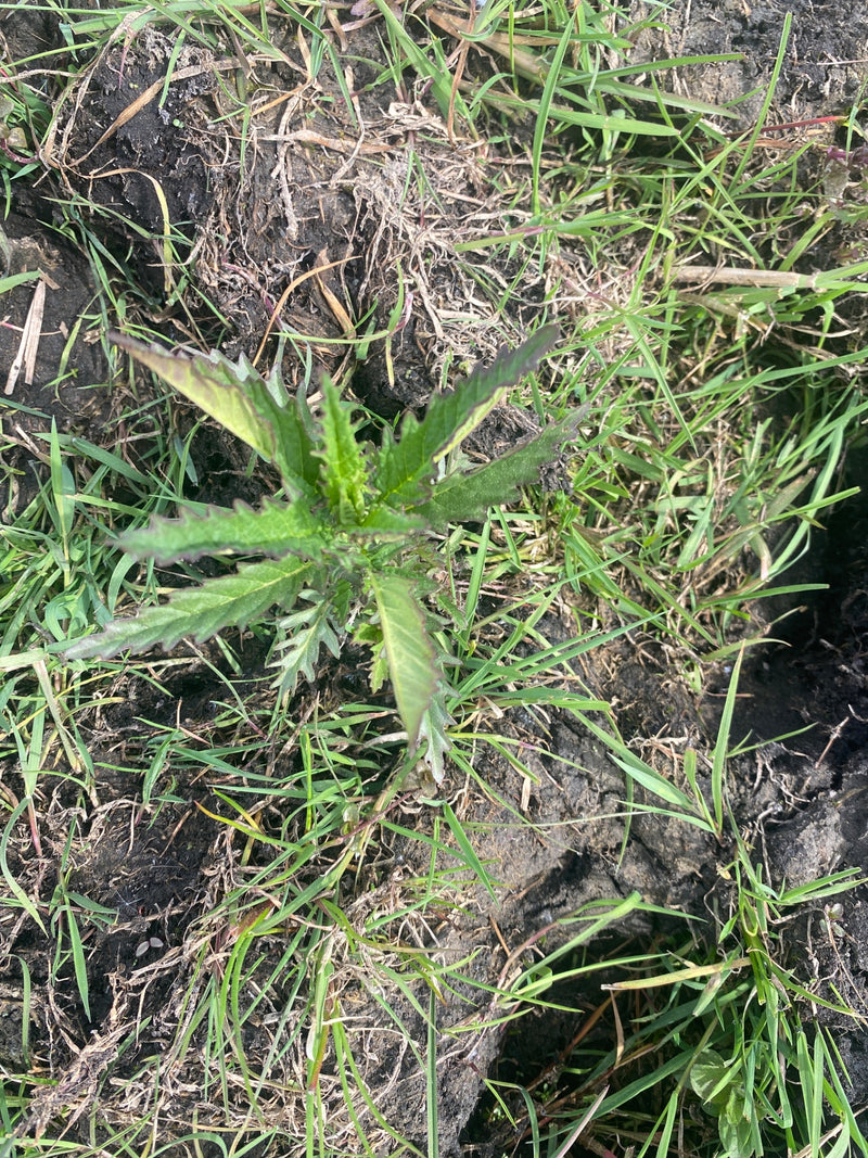 Chardon des champs — Bild 1