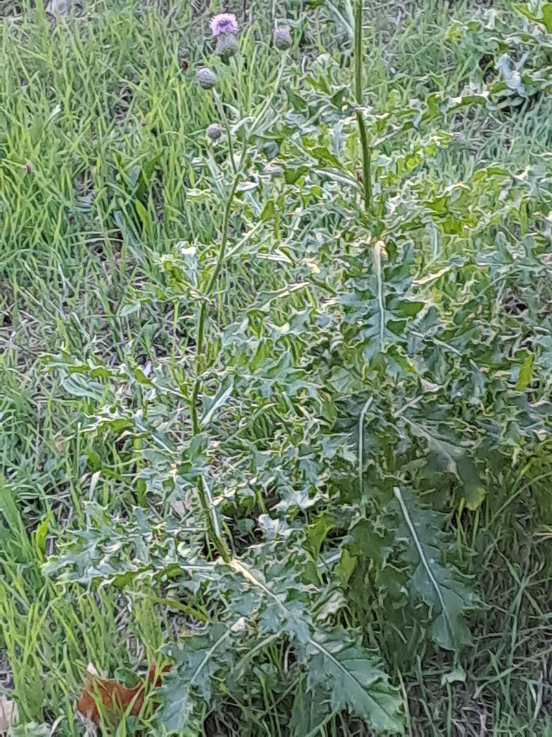 On peut voir un chardon des champs avec des feuilles vertes lobées et plusieurs petits boutons floraux. La plante pousse en extérieur dans une prairie.