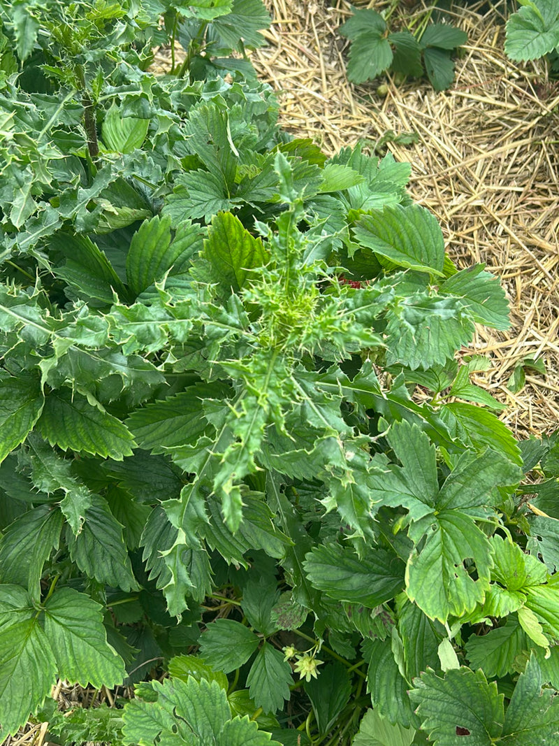 On aperçoit un jeune chardon des champs avec ses feuilles typiquement épineuses et lobées. Il pousse au milieu de plants de fraisiers sur un parterre paillé ...
