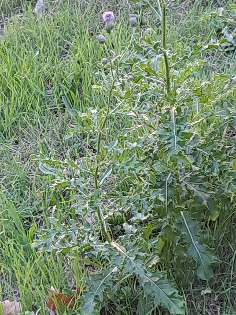 On peut voir un cirse des champs aux feuilles lobées et aux petits boutons floraux poussant dans une prairie.