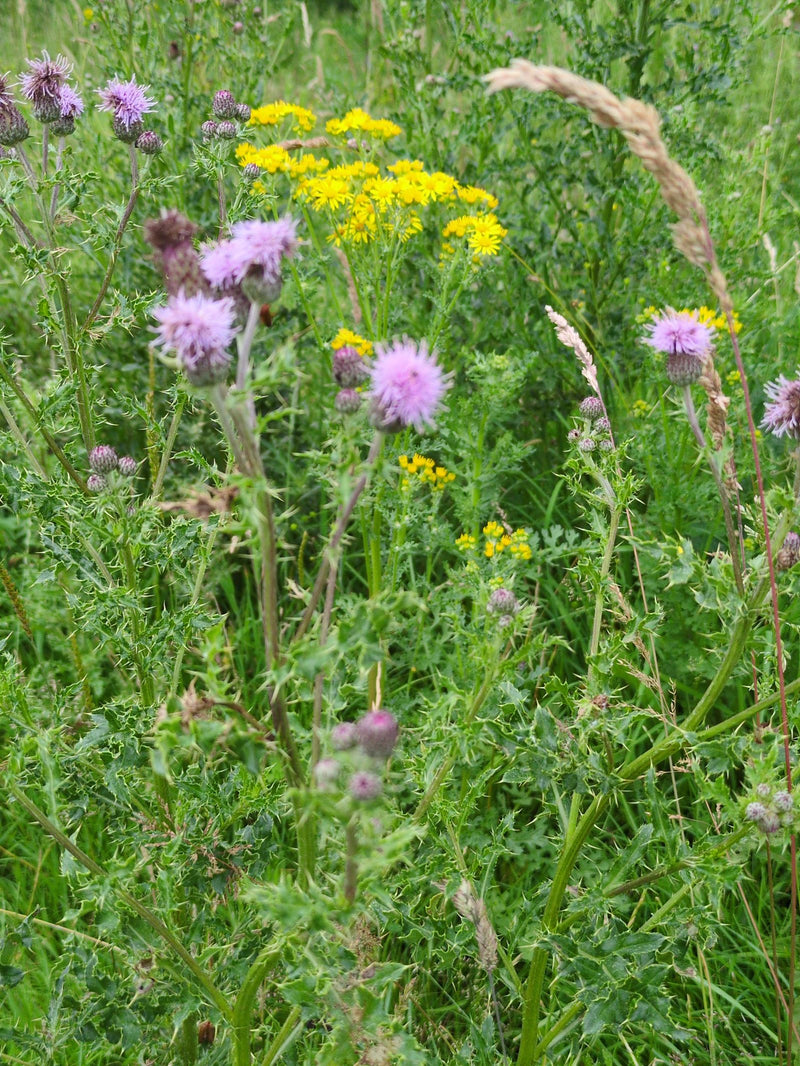 La photo montre des chardons des champs en fleurs avec des capitules roses au milieu d'une prairie. Les feuilles typiques, profondément lobées et épineuses, ...