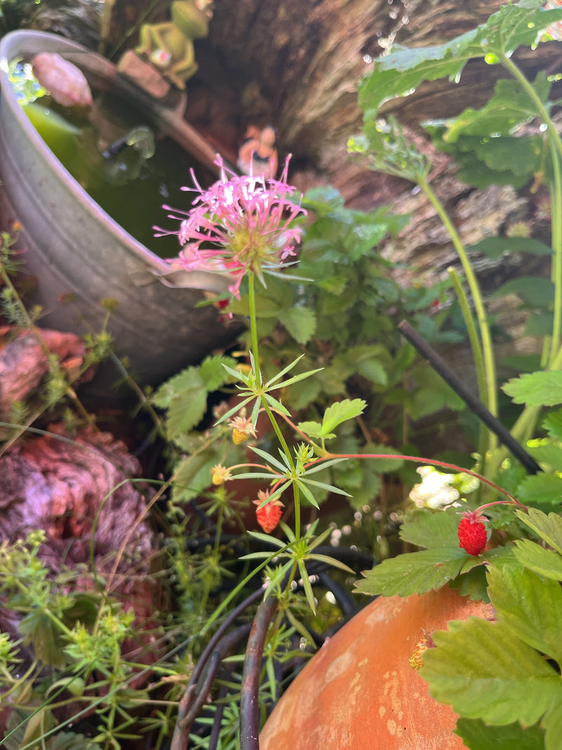 On peut voir une garance des champs en fleurs avec des inflorescences roses et des feuilles verticillées. La photo montre la plante dans un environnement de ...