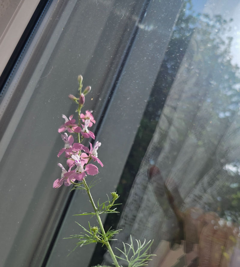 Delphinium des champs — Bild 1