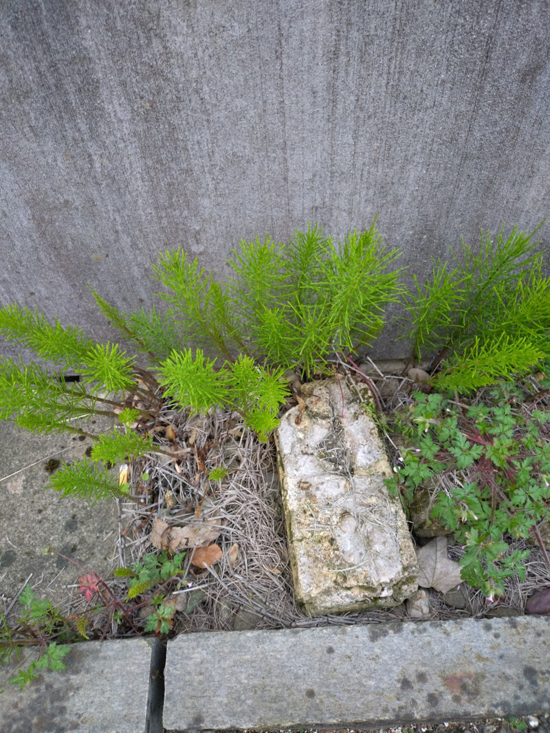 Prêle des champs — Bild 1