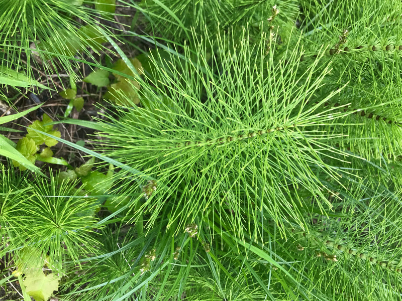 L'image montre les pousses estivales vertes et ramifiées en verticilles de la prêle des champs. La plante pousse dans une végétation dense.
