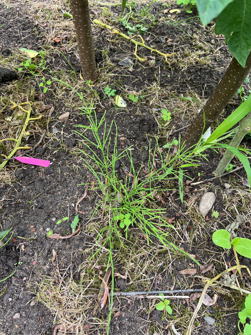 On peut voir une prêle des champs poussant sur un sol de jardin sombre. La plante présente ses pousses vertes typiques et ramifiées en verticilles.