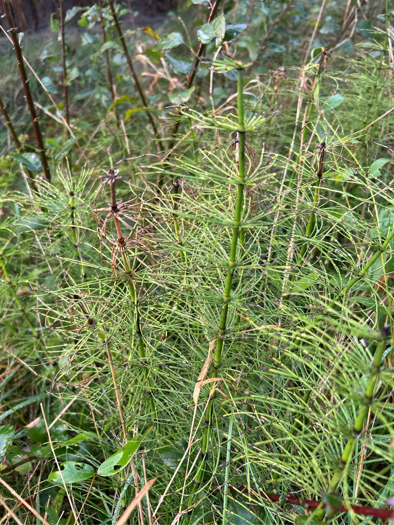 On aperçoit plusieurs pousses estivales vertes de prêle des champs avec leurs branches latérales disposées en verticilles. Les pousses poussent de manière de...