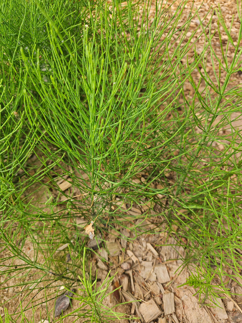 L'image montre les fines pousses estivales vertes de la prêle des champs. La planta pousse sur un sol de copeaux de bois et de sable.