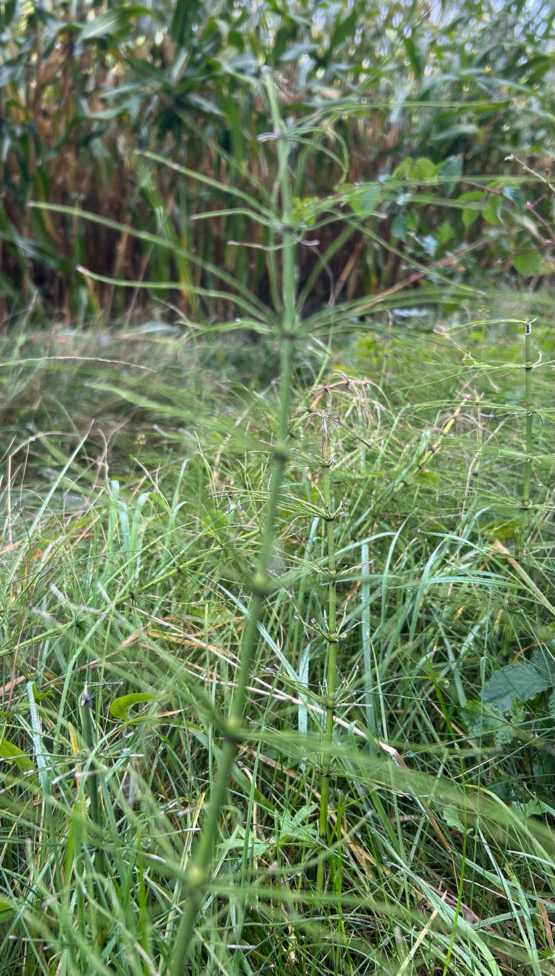 L'image montre la prêle des champs verte dans sa forme estivale typique poussant dans une prairie. Les fines branches latérales disposées en verticilles sont...