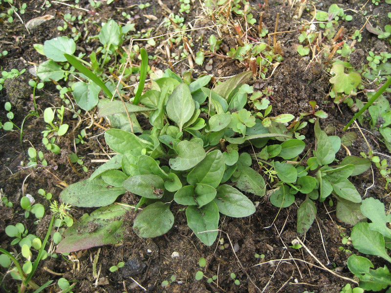 Champ de myosotis — Bild 1
