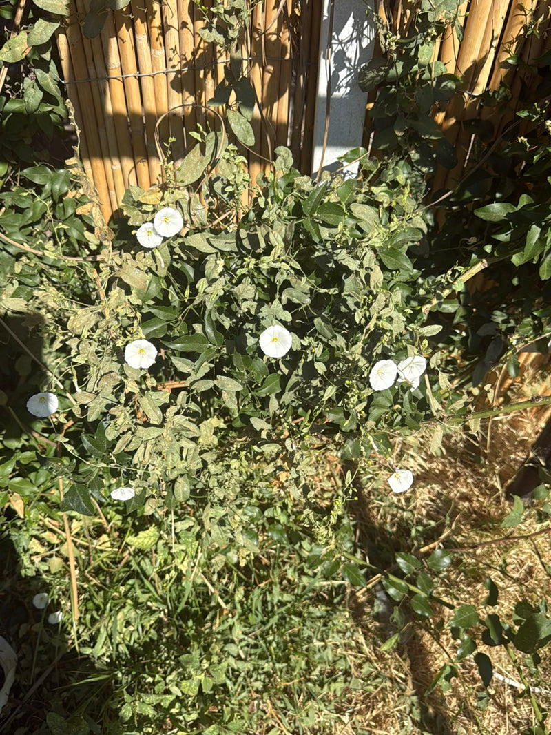 On voit un liseron des champs en fleurs avec des fleurs blanches en entonnoir devant un tapis de bambou.