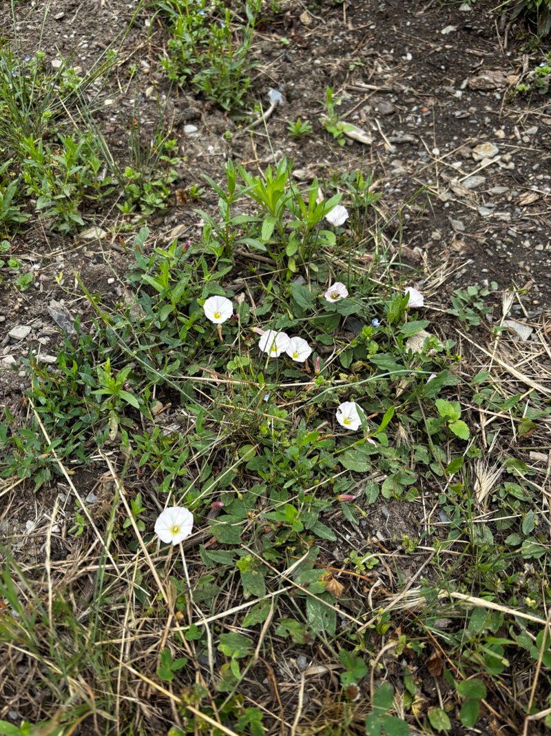 La photo montre plusieurs fleurs blanches et roses et des feuilles vertes de liseron des champs sur le sol. Les plantes poussent bas parmi l'herbe et la terre.