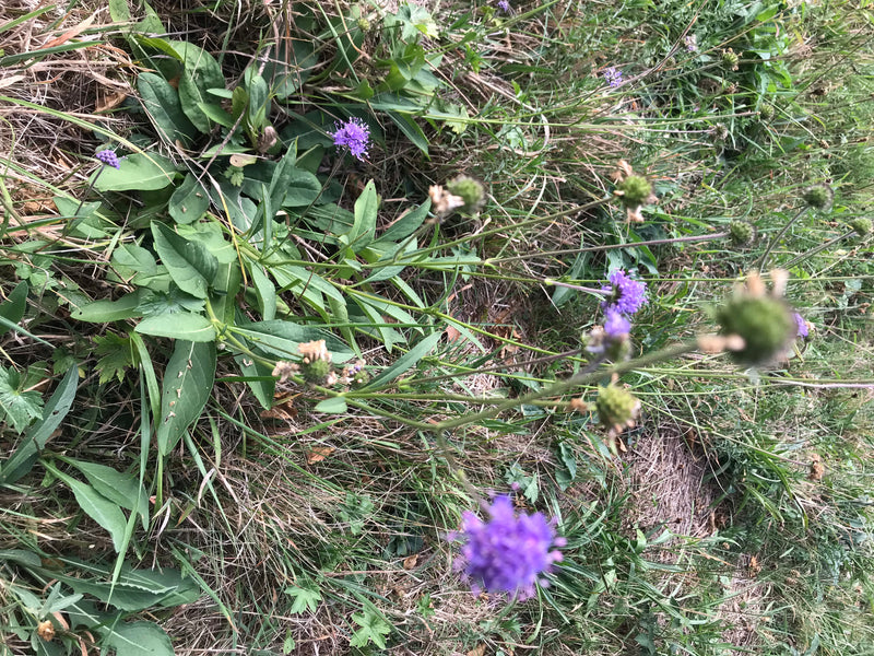 L'image montre plusieurs fleurs violettes et des feuilles vertes de la knautie des champs dans un pré.