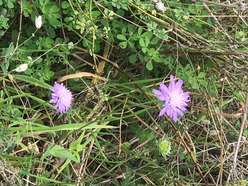 L'image montre deux fleurs violet clair de la knautie des champs dans une prairie. Elles sont entourées d'herbe verte et de matières végétales sèches.