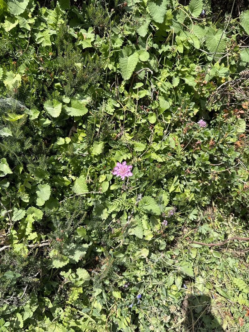 L'image montre une seule fleur rose de la knautie des champs émergeant d'une végétation de prairie dense et verte. La vue plongeante montre la plante dans so...