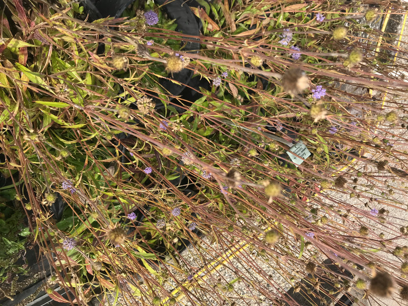 On peut voir plusieurs spécimens de la knautie des champs avec leurs inflorescences caractéristiques dans un environnement naturel.