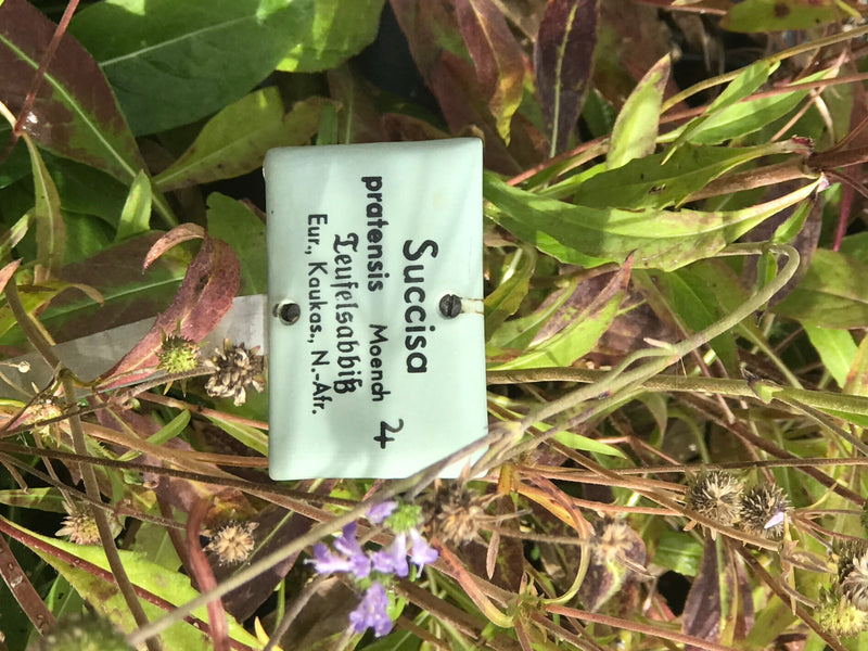 Une étiquette botanique identifie un plant de succise des prés (Succisa pratensis) avec des têtes florales fanées et des feuilles étroites.