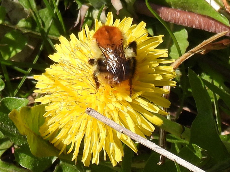 Bourdon des champs — Bild 1