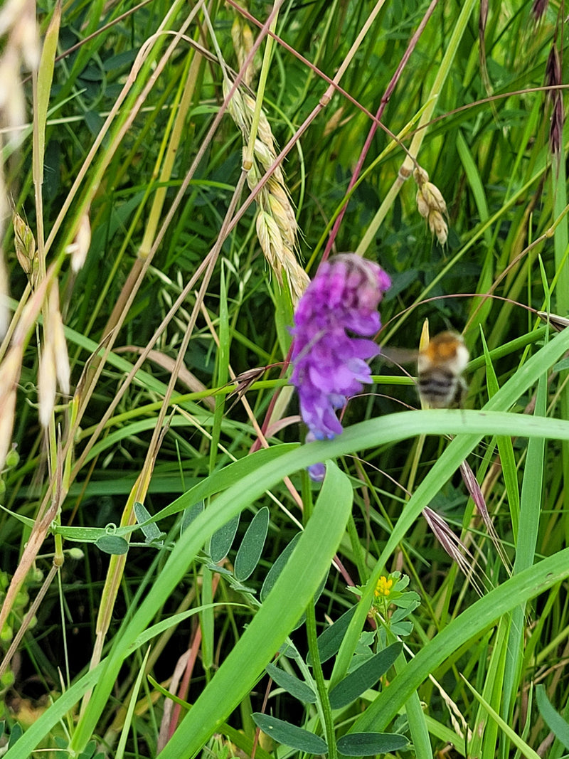 Un bourdon des champs vole vers un épi floral violet dans de hautes herbes et une végétation de prairie.