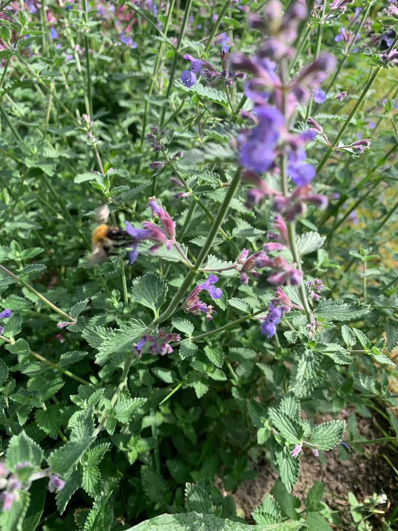 Un bourdon des champs vole près de fleurs violettes en fleurs et butine. L'environnement montre des tiges et des feuilles vertes.