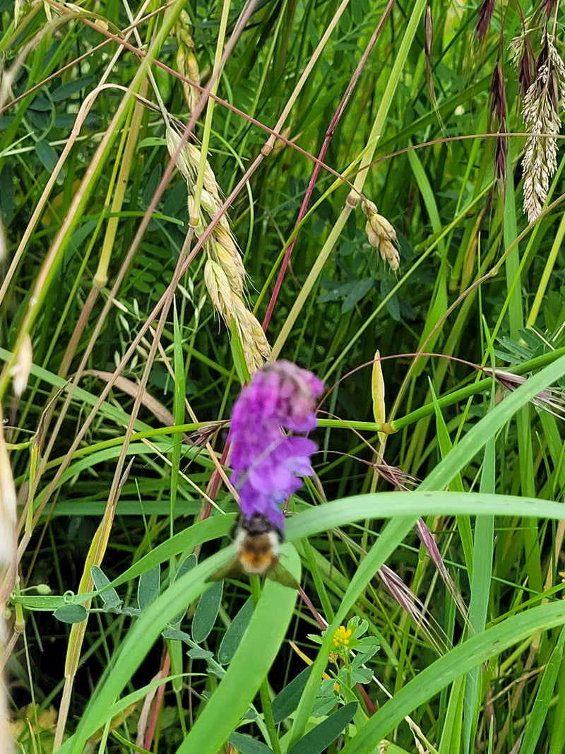 Un bombus pascuorum est posé sur une fleur violette, entouré d'herbes hautes et denses. La perspective montre l'insecte par le dessus dans la prairie.
