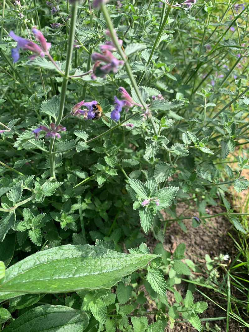 Un bourdillon des champs est posé sur une fleur violette et récolte du nectar. La photo montre l'insecte au milieu de plantes vertes.